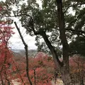 竈門神社の写真_241776