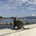 相島の写真_241864