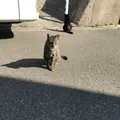 相島の写真_241865