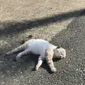 相島の写真_241866