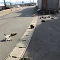 相島の写真_241867