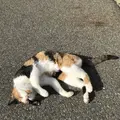 相島の写真_241869