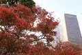 旧芝離宮恩賜庭園の写真_241966