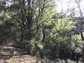 みその公園「横溝屋敷」の写真_242186