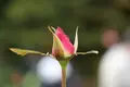 旧古河庭園の写真_242687