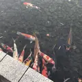京都迎賓館の写真_243958
