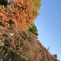 井の頭恩賜公園の写真_244051
