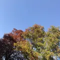 井の頭恩賜公園の写真_244052