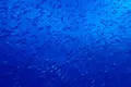 Sunshine Scubaの写真_245091