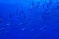 Sunshine Scubaの写真_245095