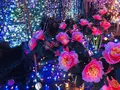 由志園の写真_245258