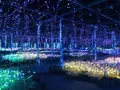 由志園の写真_245259