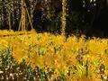 由志園の写真_245261