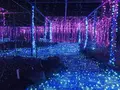 由志園の写真_245262