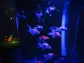 奈良金魚ミュージアムの写真_245412