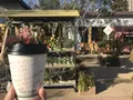 Little Darling Coffee Roasters（リトル ダーリン コーヒー ロースターズ）の写真_246217