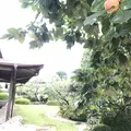 柿右衛門窯（柿右衛門古陶磁参考館）の写真_246289
