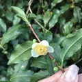 嬉野大茶樹の写真_246294