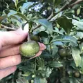 嬉野大茶樹の写真_246295
