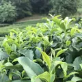 嬉野大茶樹の写真_246296