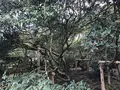 嬉野大茶樹の写真_246299