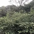 嬉野大茶樹の写真_246300