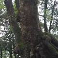 来宮神社 鳥居の写真_246428