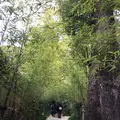 来宮神社 鳥居の写真_246429