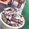 モトかき養殖場の写真_246609