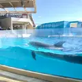 新江ノ島水族館の写真_246766