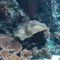 沖縄美ら海水族館の写真_247126