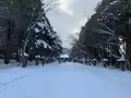 北海道神宮の写真_248802