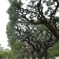 栗林公園の写真_249364