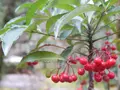 栗林公園の写真_249369