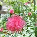 松江イングリッシュガーデンの写真_250526