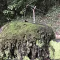 神魂神社の写真_250556