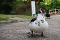 首里城の写真_252686