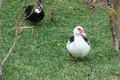 首里城の写真_252687