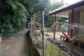 備瀬フク木並木通りの写真_252728