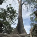 Ta Prohm（タ・プローム）の写真_253241
