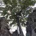 Ta Prohm（タ・プローム）の写真_253243