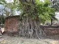 Wat Mahathat（ワット・マハタート）の写真_253437
