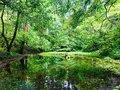 平泉寺白山神社の写真_254199