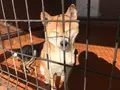 世界の名犬牧場の写真_254790