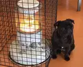 世界の名犬牧場の写真_254791