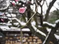 尾山神社の写真_255252