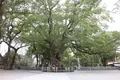 大麻比古神社の写真_256493