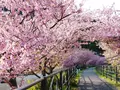 河津桜の写真_256672