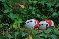 猫の細道の写真_257596