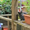 猫の細道の写真_257601